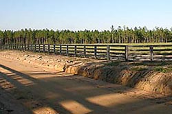 Fox Young Suwannee Plantation