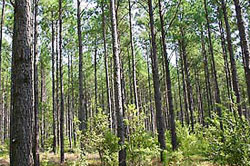 Mount Pleasant Road Suwannee Plantation