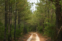 Suwannee Plantation Suwannee Plantation
